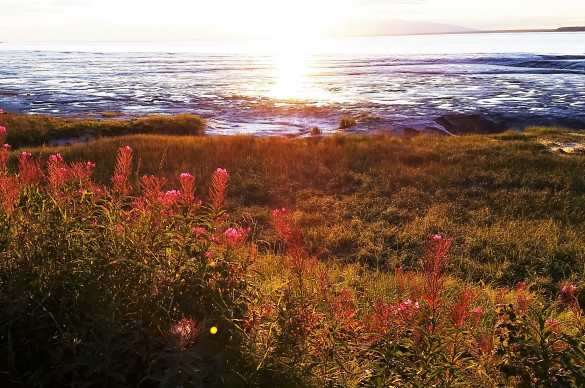 Fall in Alaska Sunset over Turnagain Arm in Anchorage, Alaska with blooming fireweed in foreground.