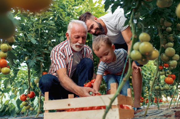 three generations picking tomtaoes