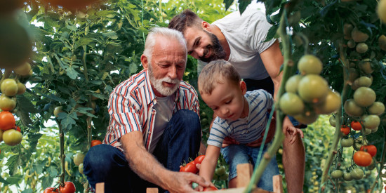 three generations picking tomtaoes