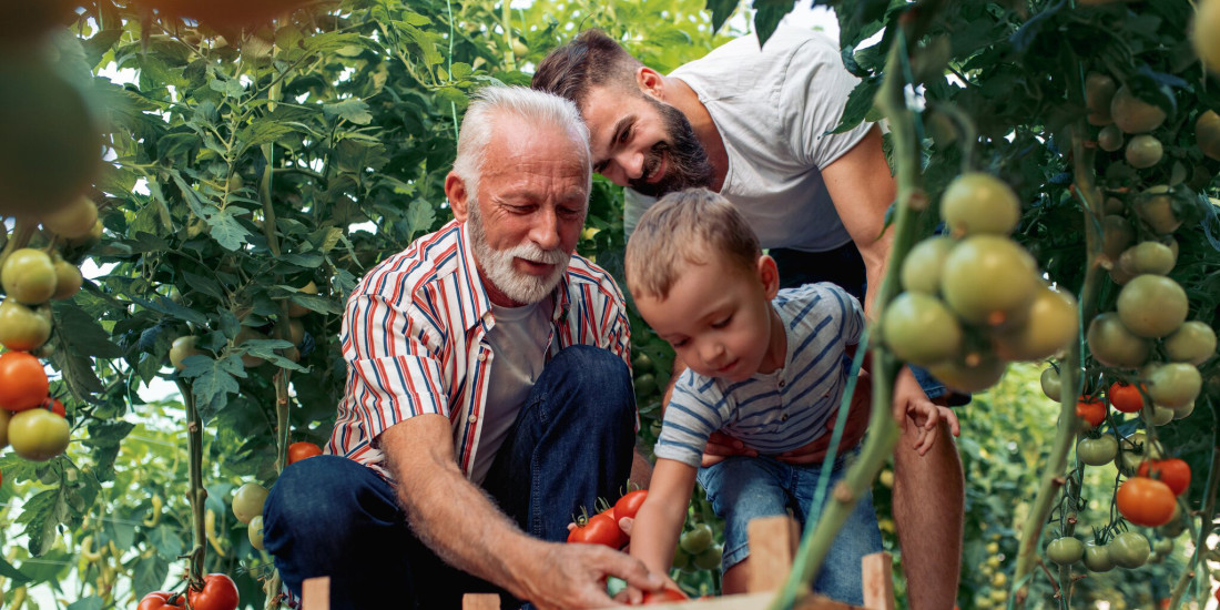 three generations picking tomtaoes